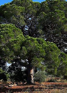 Под елочкой